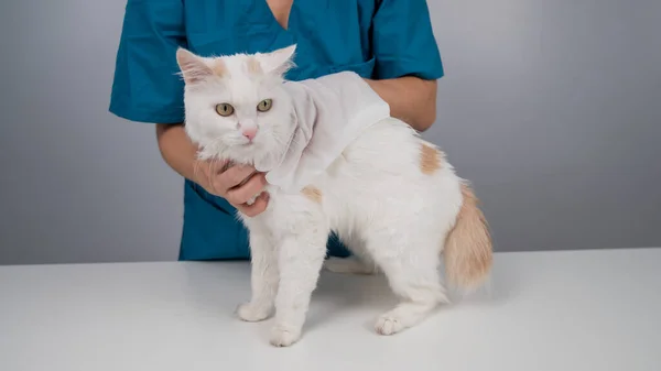 Veterinario Che Lava Soffice Gatto Bianco Con Guanto Bagnato Usa — Foto Stock