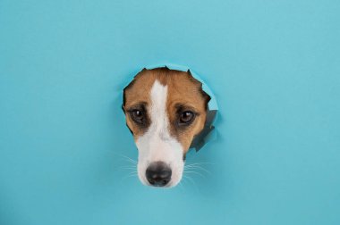 Kağıt mavisi arka planda bir delikten komik köpek ağızlığı.