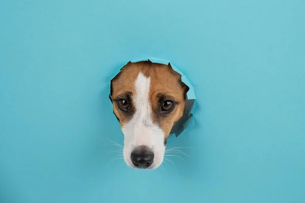 Забавная Собачья Морда Отверстия Бумажном Синем Фоне — стоковое фото