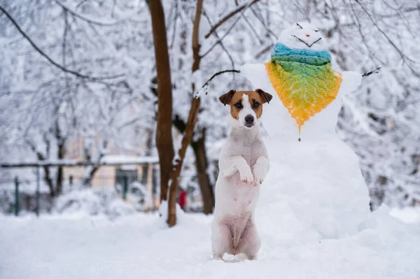 冬には犬のジャック ラッセル テリアが通りを歩く スカーフの中の雪だるま — ストック写真