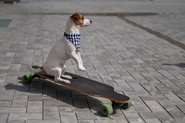 Jack Russell Terrier Pies Ubrany Okulary Przeciwsłoneczne Bandana Kratę Wykonuje — Zdjęcie stockowe