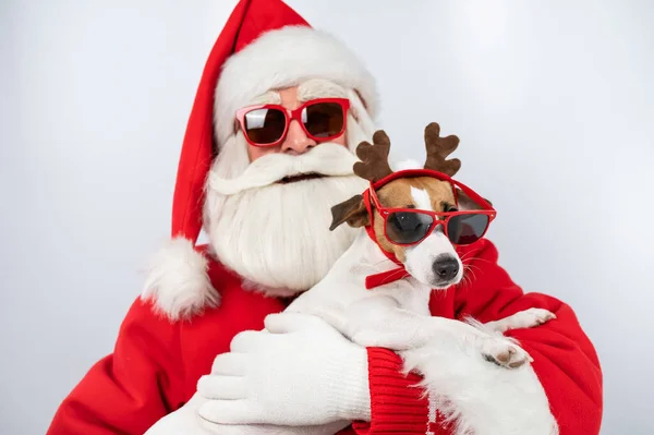 Santa claus and santas helper in sunglasses on a white background. Jack russell terrier dog in a deer costume