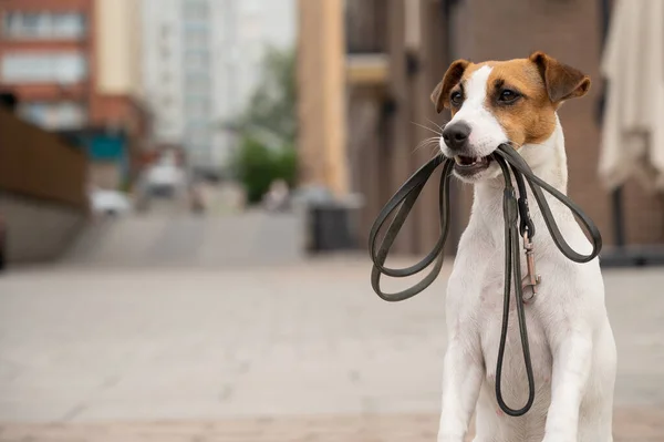 Solitário Jack Russell Terrier Tem Uma Trela Boca Cão Perdido — Fotografia de Stock