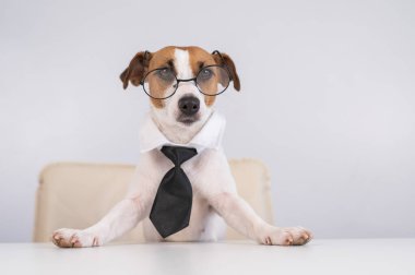 Köpek Jack Russell Terrier kravat takmış ve gözlük takmış bir masada oturuyor.
