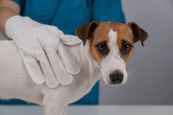 Veterinário Lavando Cão Terrier Jack Russell Com Uma Luva Molhada — Fotografia de Stock