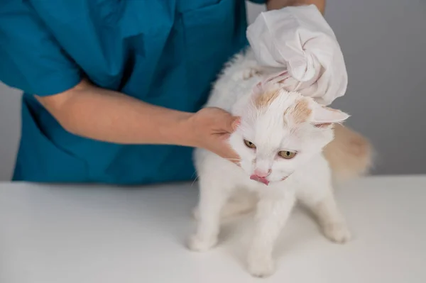 Veterinario Che Lava Soffice Gatto Bianco Con Guanto Bagnato Usa — Foto Stock