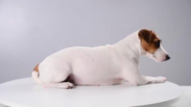 Jack Russell Terrier 'ın köpeği beyaz arka planda bir pikabın üzerinde oturuyor.