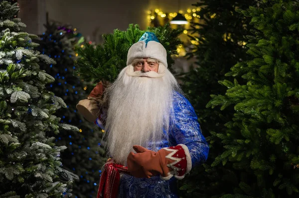 Russe Santa Claus Achète Arbre Noël Dans Magasin — Photo