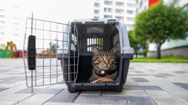 Gri tekir kedi kaldırımdaki bir taşıyıcıda yatıyor.