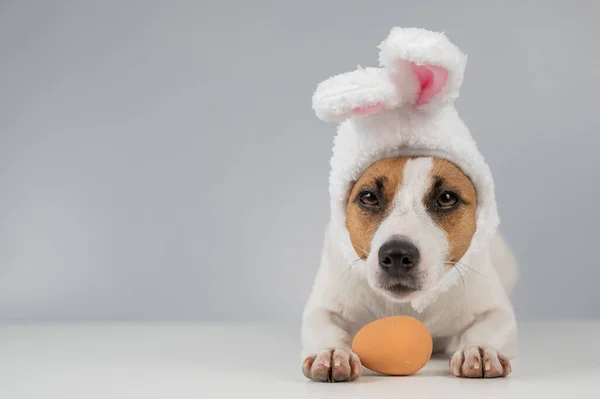 兔子耳朵里的杰克 特里耶的狗躺在一只蛋旁边 复制空间 — 图库照片