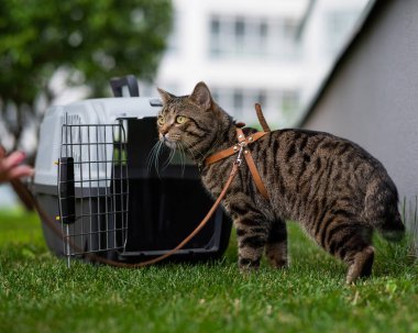 Sahibi yeşil çimlerin üzerinde tasmasından gri çizgili bir kedi tutuyor.