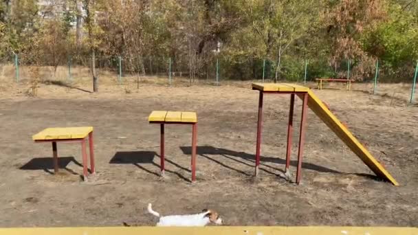 犬のジャック ラッセル テリアは秋に犬の遊び場で障害物を克服します — ストック動画