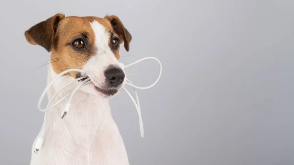 Jack Russell Terrier Köpeği Beyaz Bir Arka Planda Dişinde Tipi — Stok fotoğraf