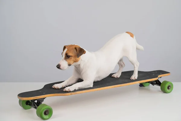 Dog Jack Russell Terrier Pozowanie Longboard Przed Białym Tle — Zdjęcie stockowe