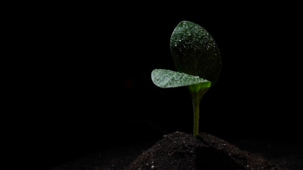 Zucchini Sprießen Wassertropfen Vor Schwarzem Hintergrund Zeitlupe — Stockvideo