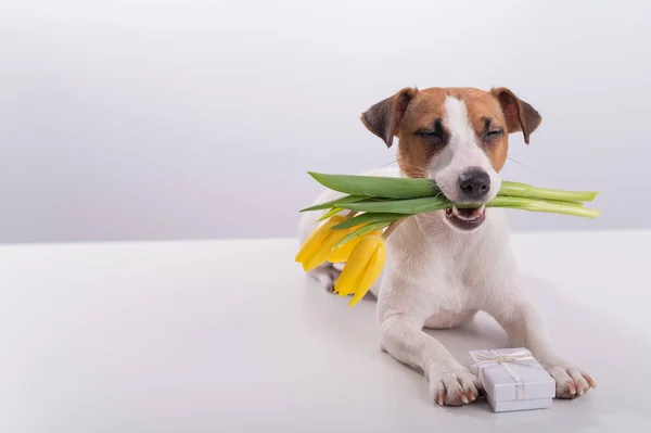 Retrato Valete Russell Terrier Buquê Tulipas Amarelas Sua Boca Fundo — Fotografia de Stock