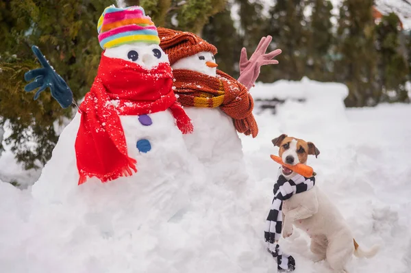 Jack Russell Teriér Pes Drží Mrkev Ústech Pro Sněhuláka — Stock fotografie