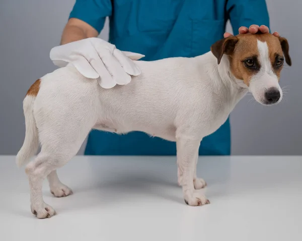 Vétérinaire Laver Chien Jack Russell Terrier Avec Gant Humide Jetable — Photo