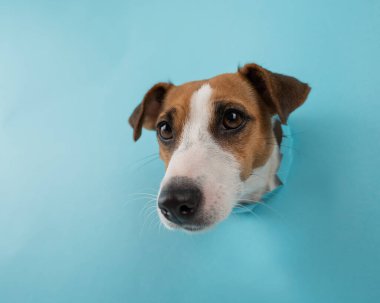 Kağıt mavisi arka planda bir delikten komik köpek ağızlığı.