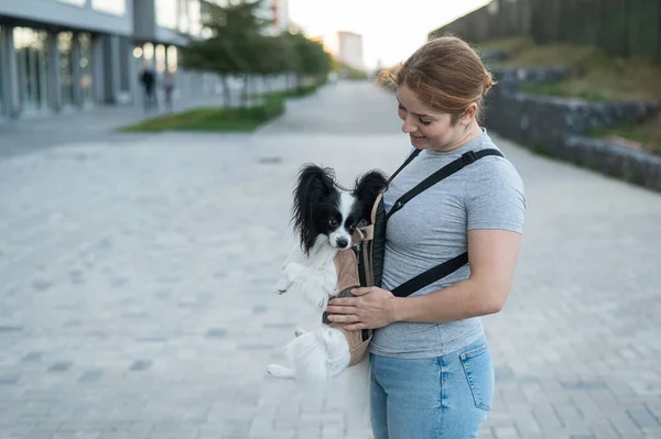 Happy Caucasian Woman Walking Dog Backpack Papillon Spaniel Continental Sling — Stock Photo, Image