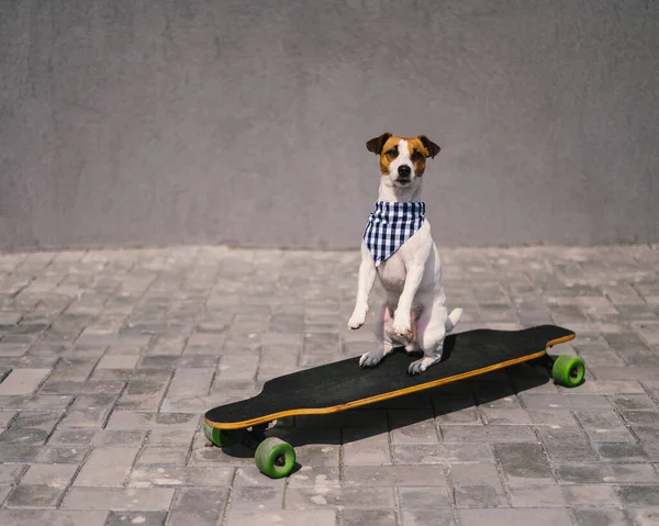 Jack Russell Terrier Pies Ubrany Okulary Przeciwsłoneczne Bandana Kratę Wykonuje — Zdjęcie stockowe