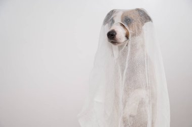 Beyaz arka planda hayalet kostümlü köpek Jack Russell Terrier.