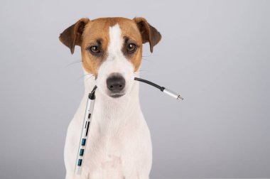 Jack Russell Terrier köpeği bizi ağzında tutuyor.