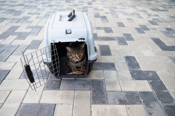 Gray Tabby Kot Leży Nośniku Chodniku Zewnątrz — Zdjęcie stockowe