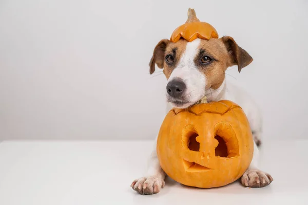 Jack Russell Terrier dog with a pumpkin cap and a jack-o-lantern on a white background