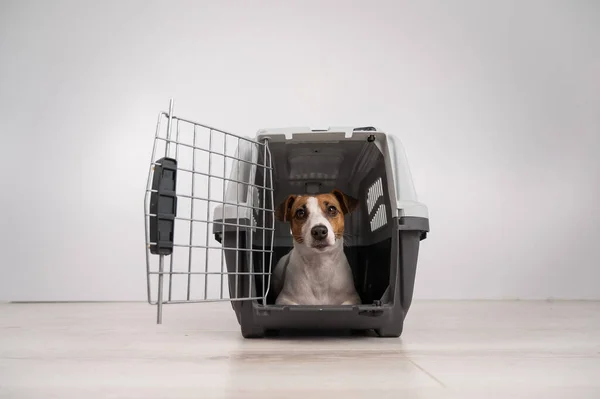 Jack Russell Terrier Perro Dentro Una Jaula Para Transporte Seguro — Foto de Stock