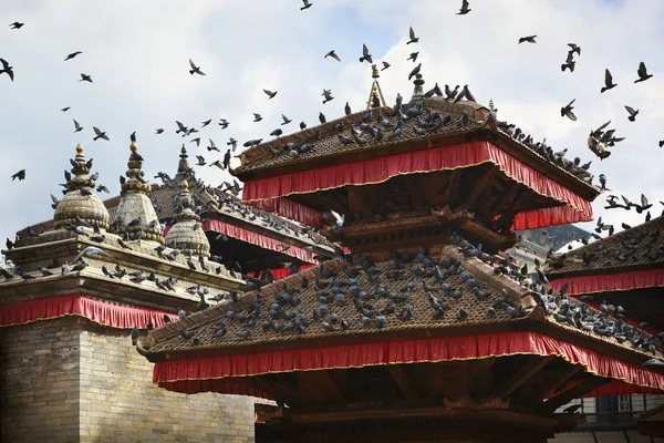 Güvercinler üzerinde patan — Stok fotoğraf