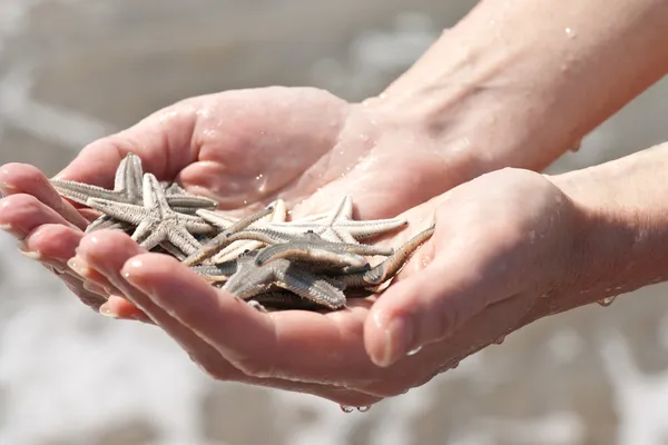 eller ile starfishes