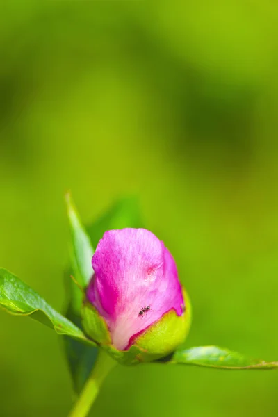 Hormiga jardín negro — Foto de Stock