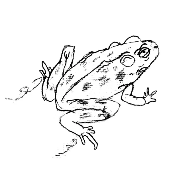 Sketch of Jumping Frog — Stock Photo, Image