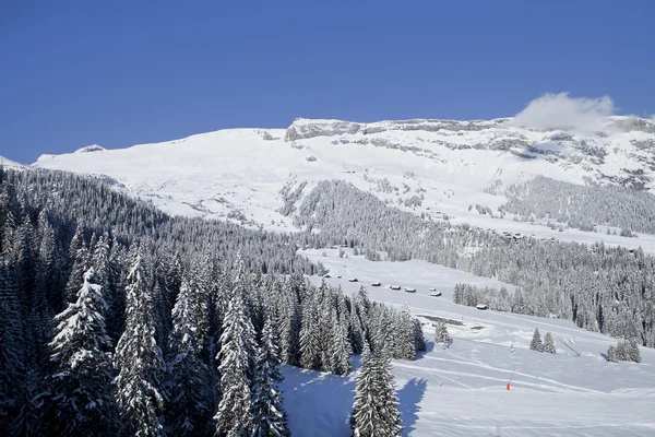 冬の木は山では新鮮な雪で覆われて。フリムス、スイス. — ストック写真