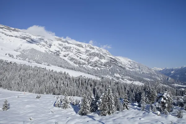 冬の木は山では新鮮な雪で覆われて。フリムス、スイス. — ストック写真