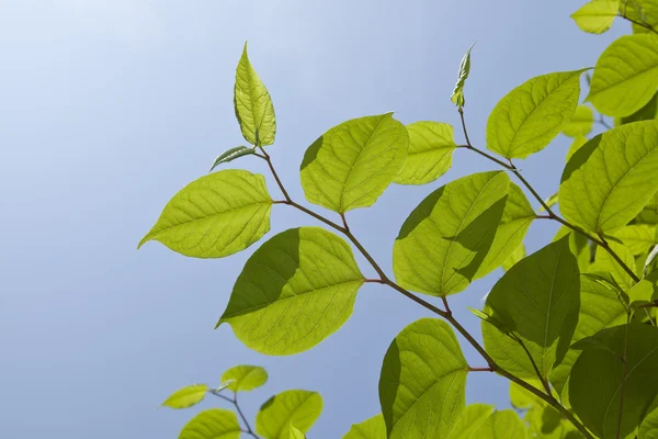 Hojas frescas de primavera fondo —  Fotos de Stock