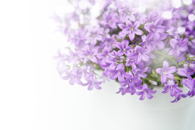 Campanula çan çiçekleri