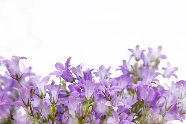 Campanula bell flowers — Stock Photo, Image