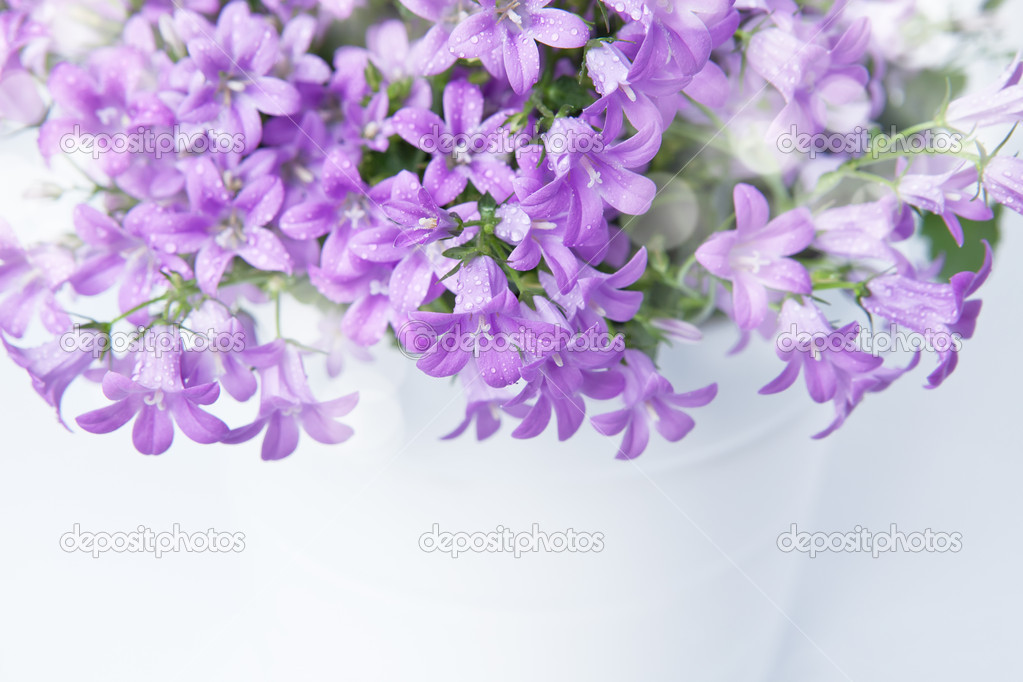 Campanula bell flowers