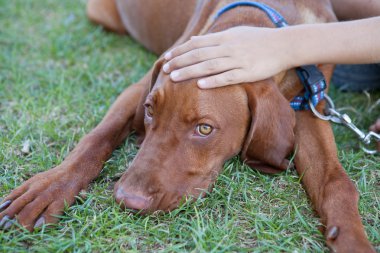 insan eli köpek başını okşamaya
