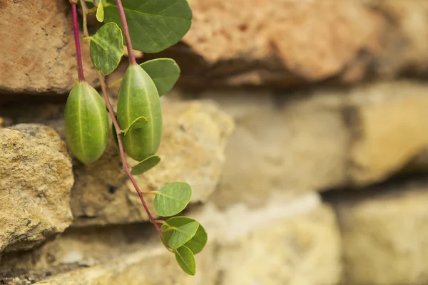 Branch of capers — Stock Photo, Image