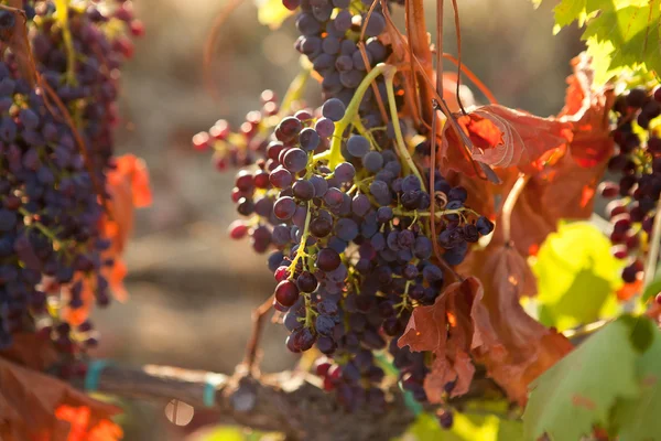 Cacho de uvas — Fotografia de Stock