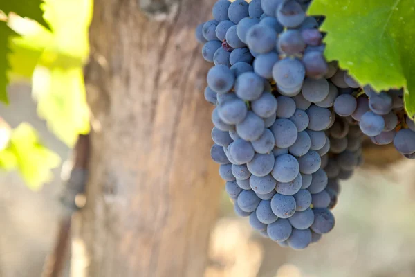 Um bando de uvas azuis — Fotografia de Stock