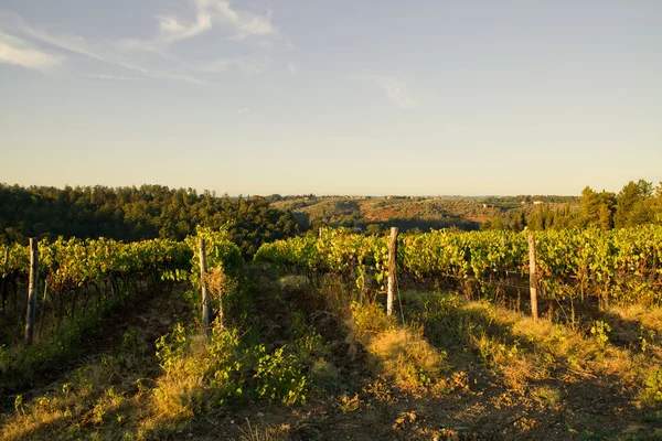 Viñedo — Foto de Stock