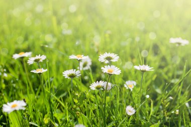 güzel güneşli papatya çiçekleri
