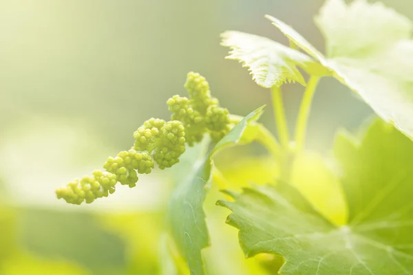 Grape leaves — Stock Photo, Image