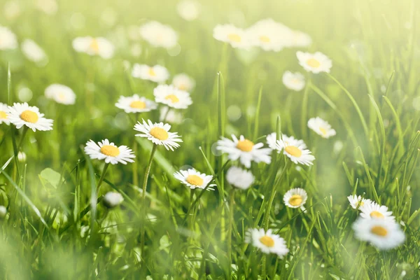 美丽的阳光雏菊花 — 图库照片