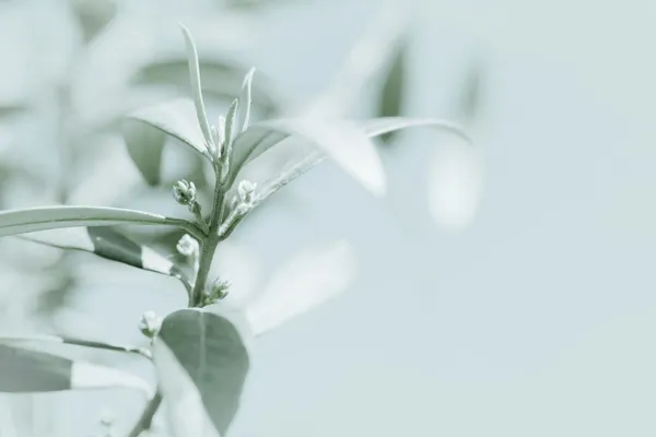 Branch with tiny olives — Stock Photo, Image