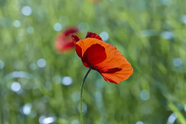 Red poppy (Papaver rhoeas) — Stock Photo, Image